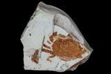 Bargain Fossil Pea Crab (Pinnixa) From California - Miocene #85305-1